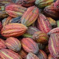 Cocoa Beans buy on the wholesale
