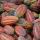Какао-бобы купить оптом - компания PeruAndeanFoods | Перу