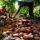 Какао-бобы купить оптом - компания PeruAndeanFoods | Перу