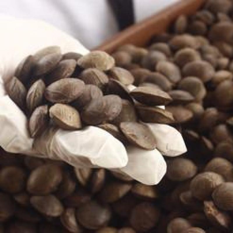 Масло ореха Sacha Inchi купить оптом - компания PeruAndeanFoods | Перу