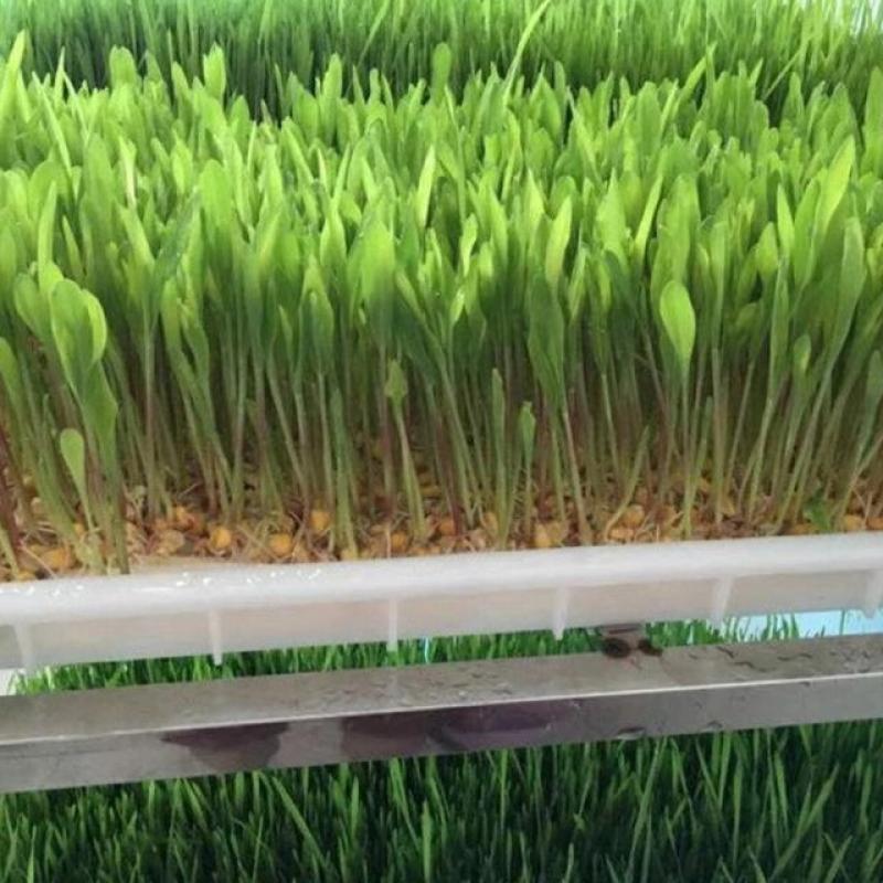 Automatic Animal Fodder Sprout Container / Hydroponic Barley Growing System  buy wholesale - company Zhengzhou Lyine Machine And Equipment Co.,ltd | China