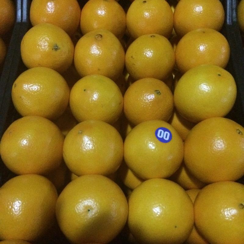 Oranges  buy wholesale - company Ayse food | Turkey