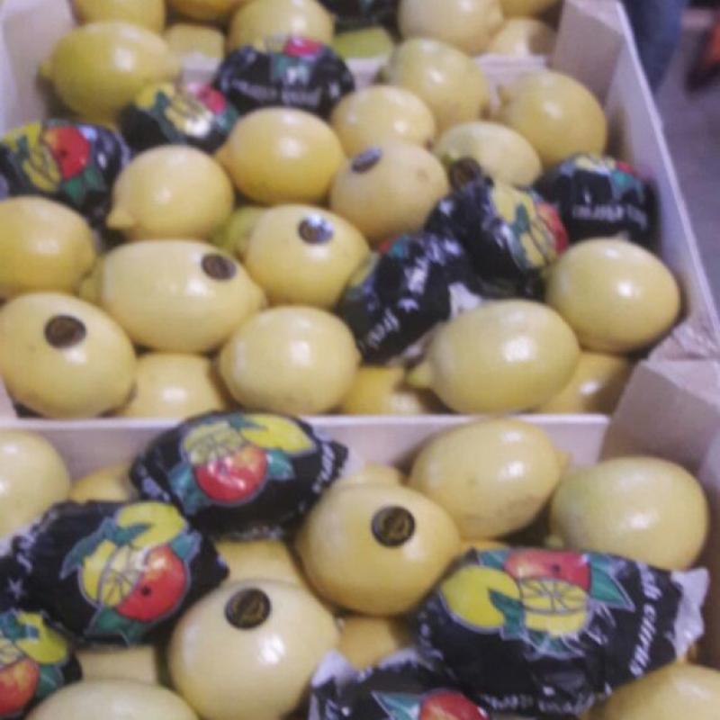 Свежие лимоны купить оптом - компания Ayse food | Турция
