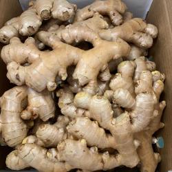 Ginger buy on the wholesale