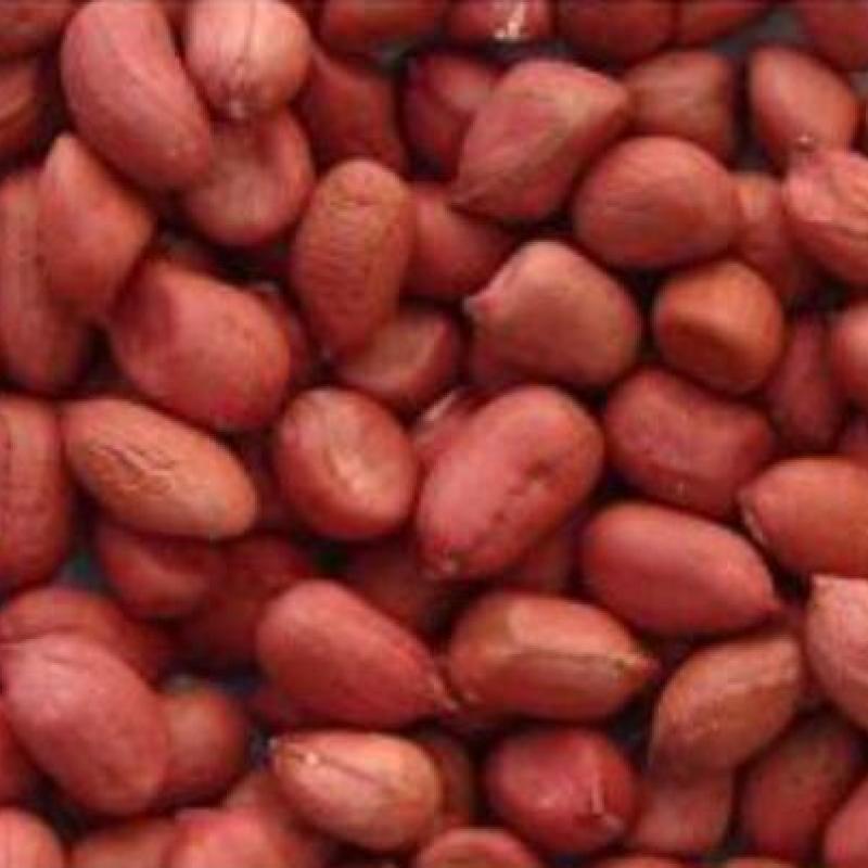Peanuts (Groundnuts) buy wholesale - company agro machents | Kenya