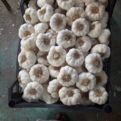 Garlic  buy on the wholesale