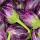 Eggplants (Brinjal) buy wholesale - company Magare Narayan Babulal | India