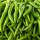 Green Chilli buy wholesale - company Magare Narayan Babulal | India