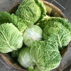 Cabbage buy on the wholesale