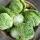 Cabbage buy wholesale - company Magare Narayan Babulal | India