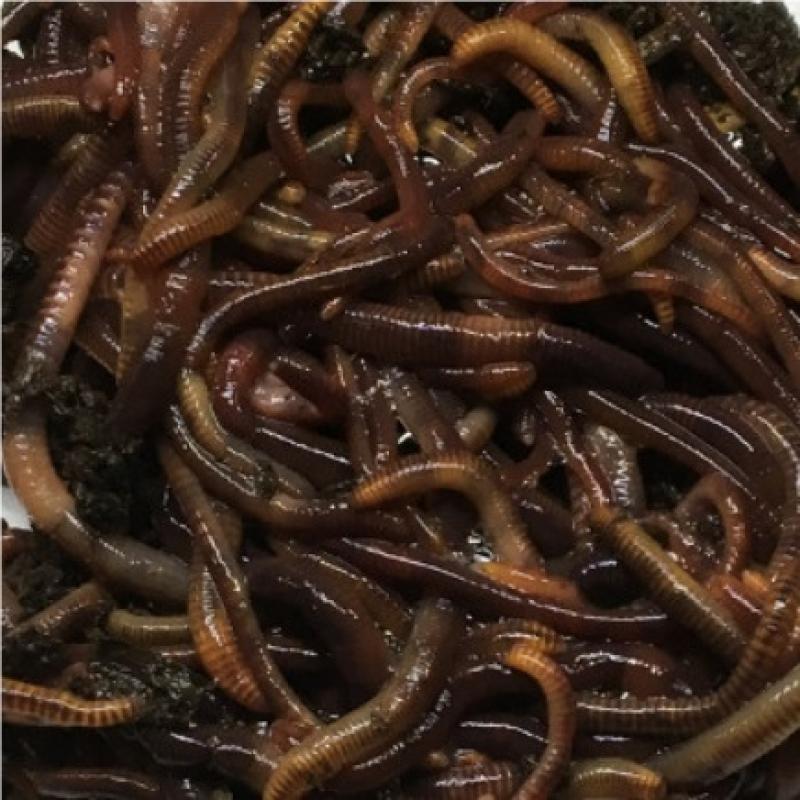 Live Fishing Worms buy wholesale - company ООО 