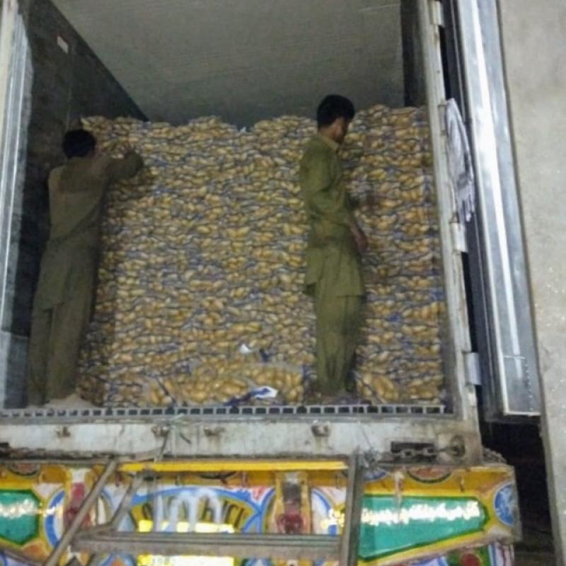Картофель (картошка) купить оптом - компания The Imporex Pakistan | Пакистан
