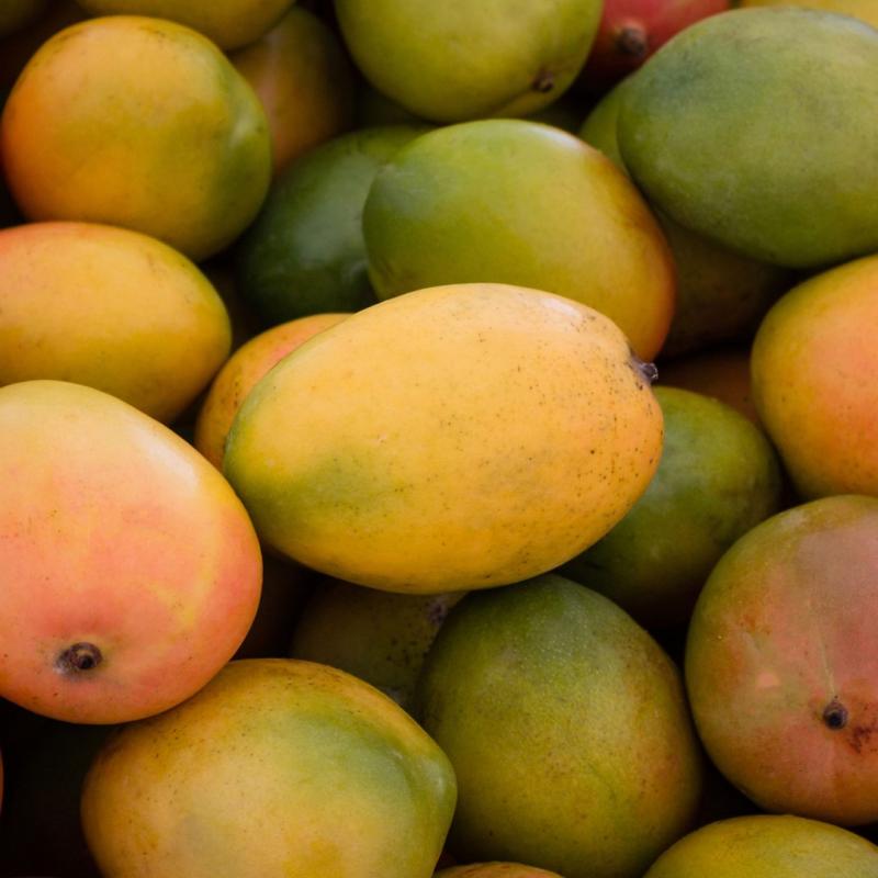 Indian Mangoes  buy wholesale - company SIPARGO EXIM PVT LTD | India