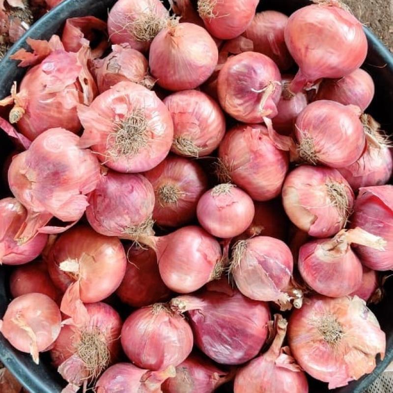 Onion buy wholesale - company Phapale Agro Private Limited | India