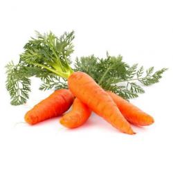 Fresh Carrots buy on the wholesale