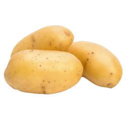 Fresh Potatoes buy on the wholesale