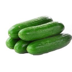 Fresh Cucumbers buy on the wholesale