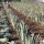 Aloe Vera (Ecological) buy wholesale - company Bio Passion Hidalgo | Switzerland