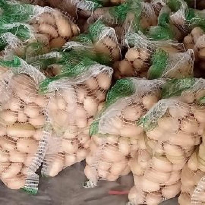 Potatoes  buy wholesale - company Nadia General Trading | Pakistan