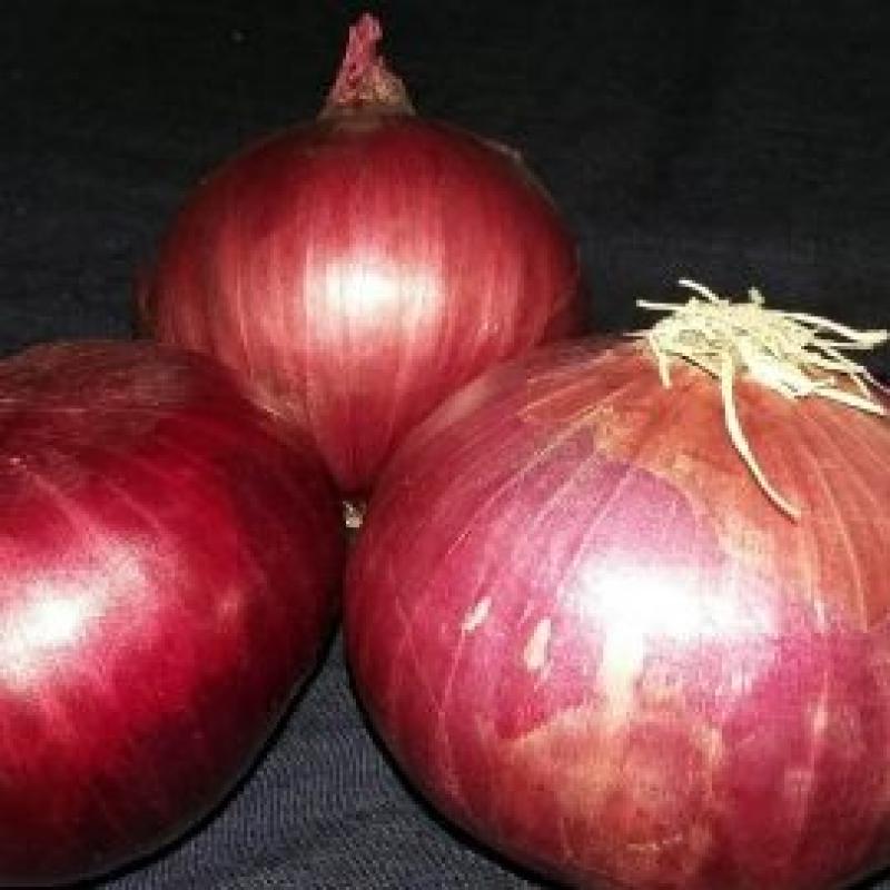 Red Onion buy wholesale - company Nadia General Trading | Pakistan