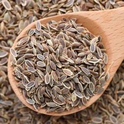 Dill Seeds buy on the wholesale
