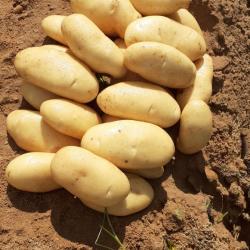 Potato buy on the wholesale