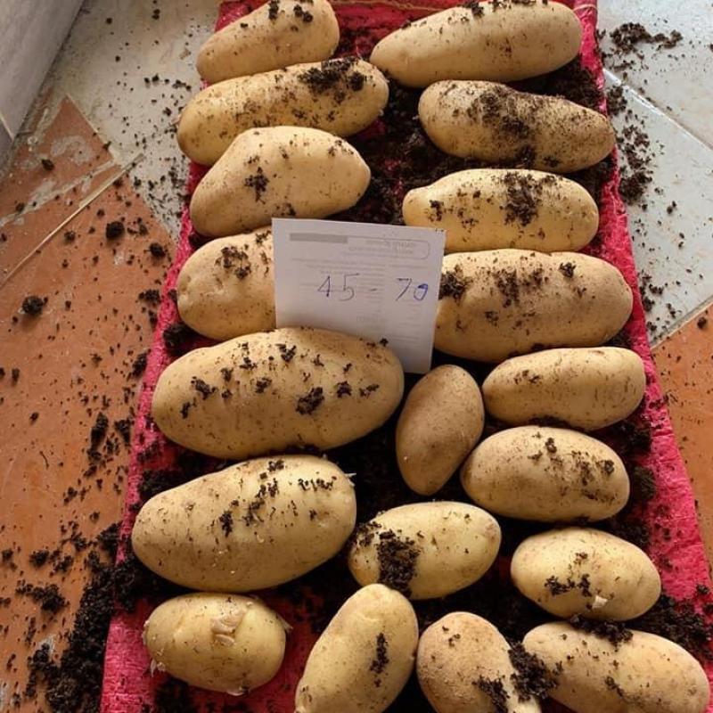 Potato buy wholesale - company Fresh connect | Egypt