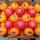 Oranges buy wholesale - company Fresh connect | Egypt