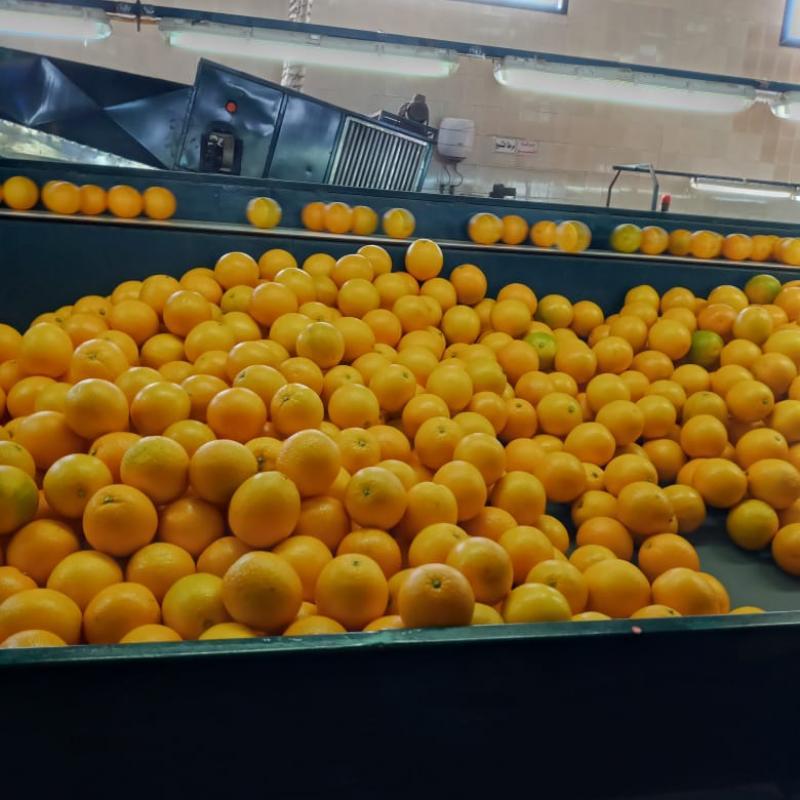 Апельсины купить оптом - компания Fresh connect | Египет