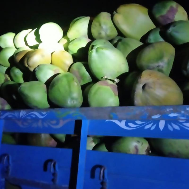 Tender Coconuts buy wholesale - company Renu Raj & co. | India