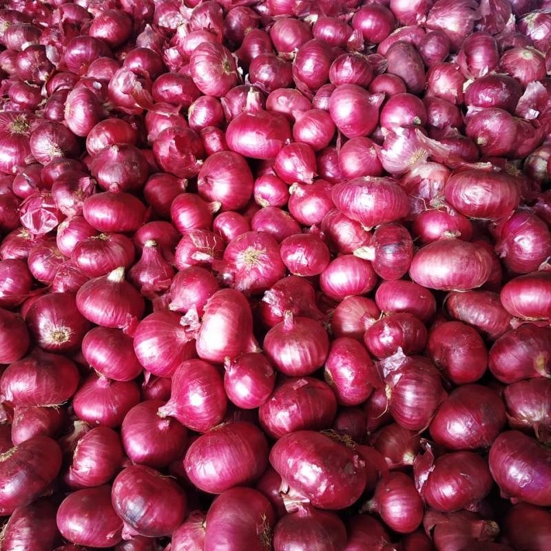 Red Onion  buy wholesale - company AHER EXPORT | India