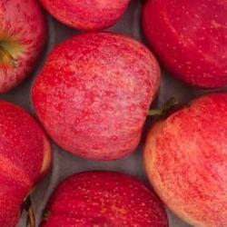 Apples buy on the wholesale