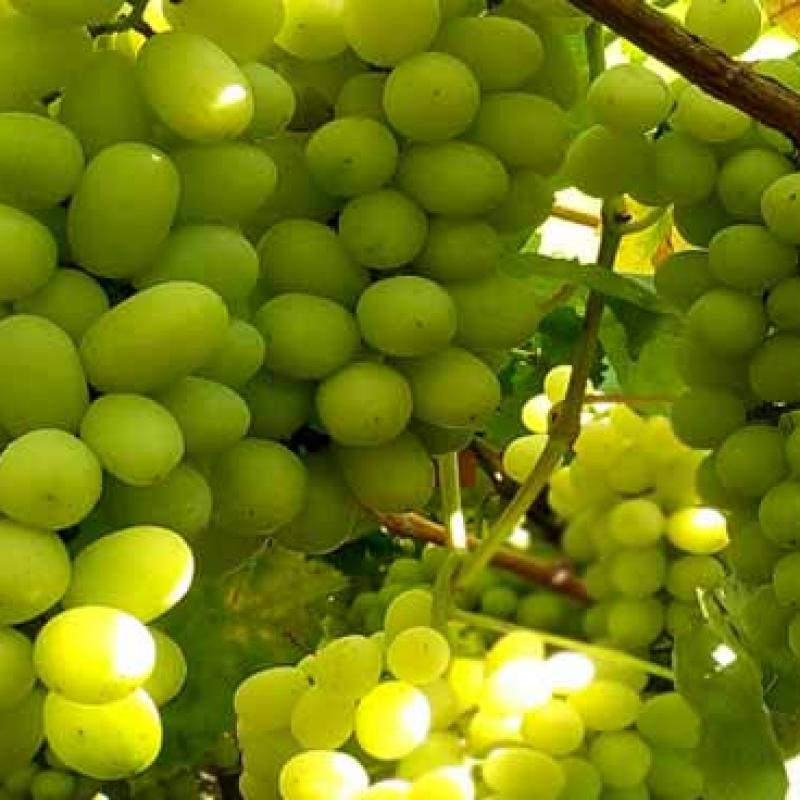 Grapes buy wholesale - company AHER EXPORT | India