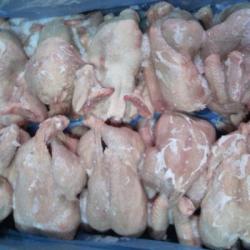 Frozen Chicken buy on the wholesale