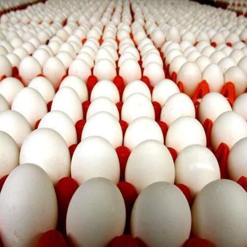 Broiler Hatching Eggs buy wholesale - company keshdam joojeh | Iran