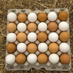 Chicken Eggs buy on the wholesale