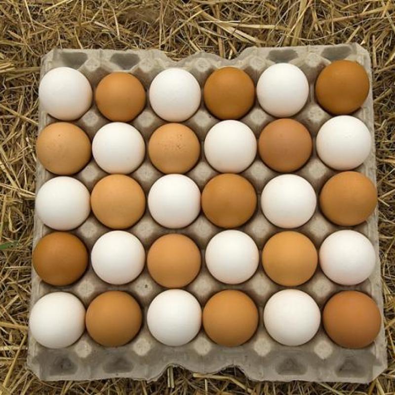 Куриные яйца купить оптом - компания keshdam joojeh | Иран