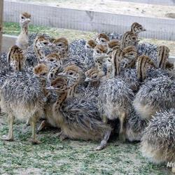 Ostrich Chicks  buy on the wholesale