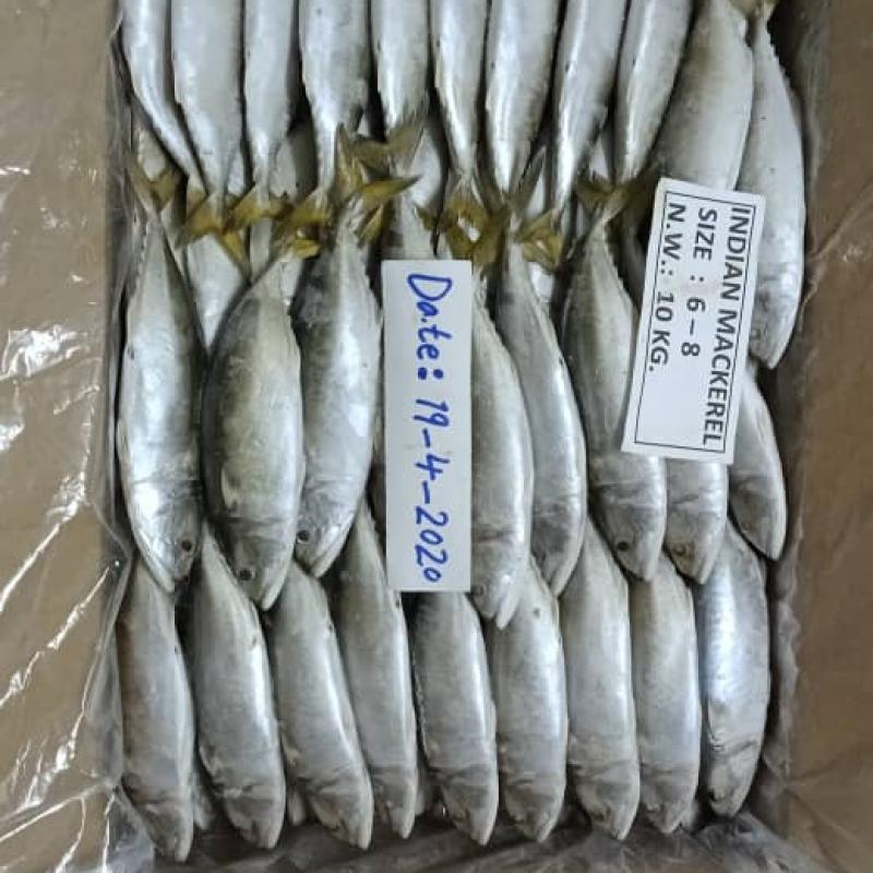 Замороженная скумбрия купить оптом - компания Rubban al-Behar for Import & Export Fishes | Йемен