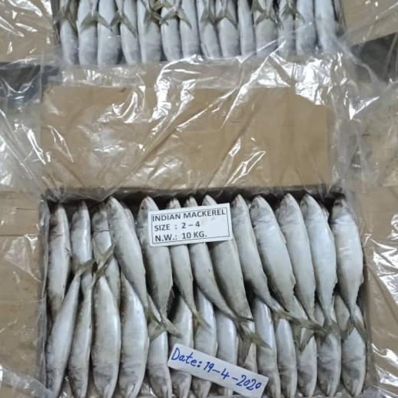 Замороженная скумбрия купить оптом - компания Rubban al-Behar for Import & Export Fishes | Йемен