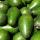 Avocado buy wholesale - company Great Commodity Group LTD | Cameroon