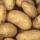 Potatoes buy wholesale - company Mayzun Clothing Manufacturer | India