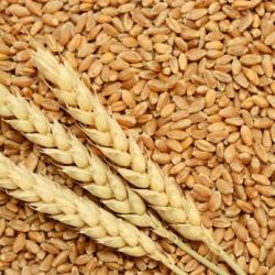 Пшеница Шарбати купить оптом