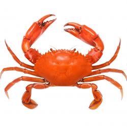 Crabs buy on the wholesale