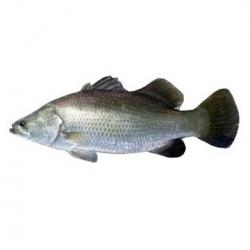 Sea Bass buy on the wholesale