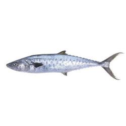 King Fish buy on the wholesale