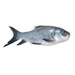 Catla Fish buy on the wholesale