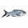 Catla Fish buy wholesale - company ssv exports trading | India