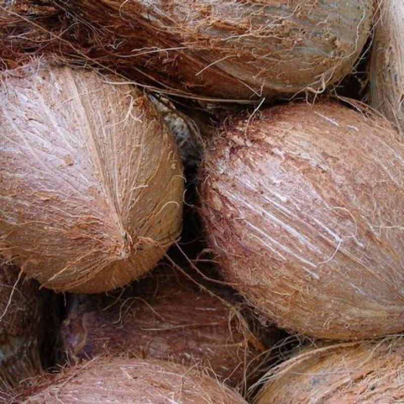 Полуочищенные кокосы купить оптом - компания ssv exports trading | Индия