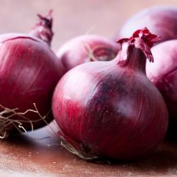 Red Onion buy on the wholesale